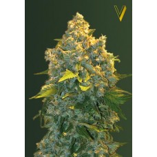 Семена конопли Auto Chronic Monster XXL (Auto Chronic XXL) Автофеминизированные Victory seeds
